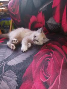 BEAUTIFUL NONSTANDARD MUNCHKIN KITTENS - Photo 2