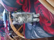 BEAUTIFUL NONSTANDARD MUNCHKIN KITTENS - Photo 3