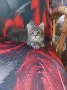 BEAUTIFUL NONSTANDARD MUNCHKIN KITTENS - Photo 4