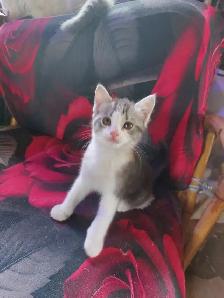 BEAUTIFUL NONSTANDARD MUNCHKIN KITTENS - Photo 5