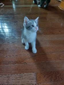 BEAUTIFUL NONSTANDARD MUNCHKIN KITTENS - Photo 6