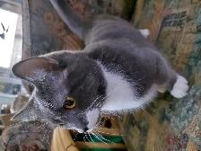 BEAUTIFUL NONSTANDARD MUNCHKIN KITTENS - Photo 7