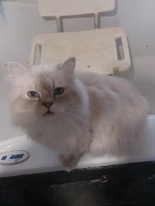 BEAUTIFUL NONSTANDARD MUNCHKIN KITTENS - Photo 8
