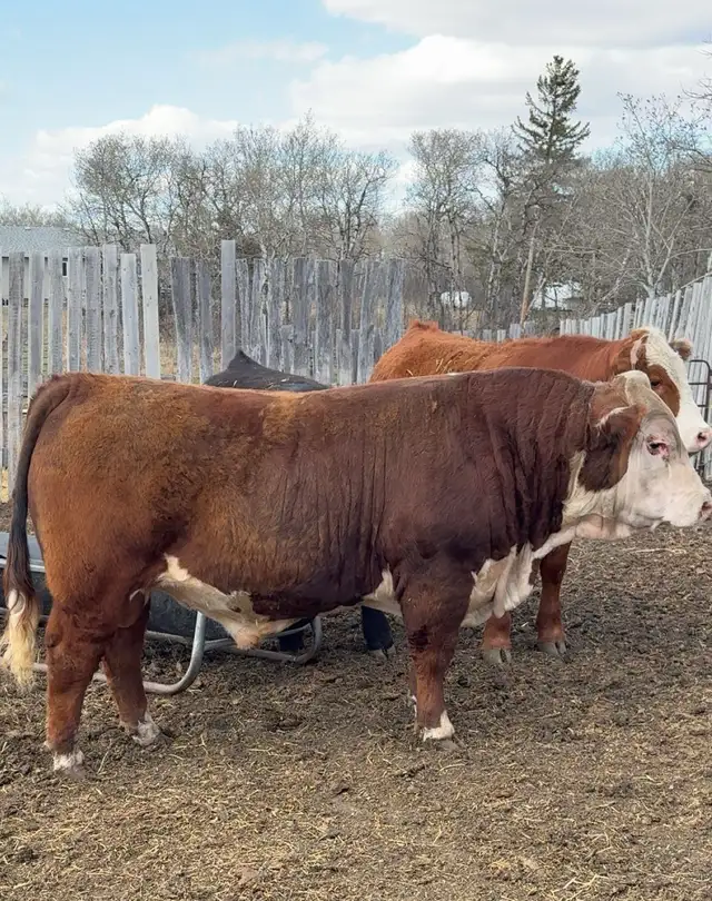 Hereford bull for sale