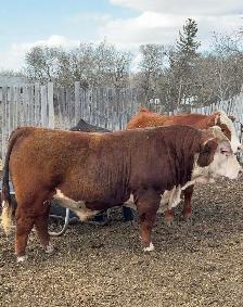 Hereford bull for sale
