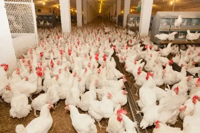White Leghorn laying hens for sale