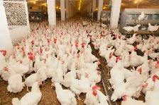 White Leghorn laying hens for sale