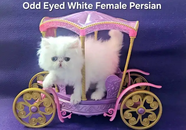 Exquisite Registered Persian & Exotic Shorthair Kittens