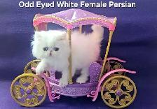 Exquisite Registered Persian & Exotic Shorthair Kittens