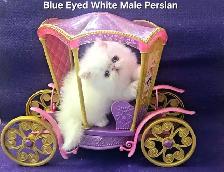 Exquisite Registered Persian & Exotic Shorthair Kittens - Photo 2