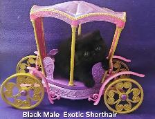 Exquisite Registered Persian & Exotic Shorthair Kittens - Photo 3