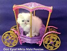 Exquisite Registered Persian & Exotic Shorthair Kittens - Photo 4