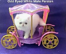 Exquisite Registered Persian & Exotic Shorthair Kittens - Photo 6