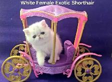 Exquisite Registered Persian & Exotic Shorthair Kittens - Photo 7