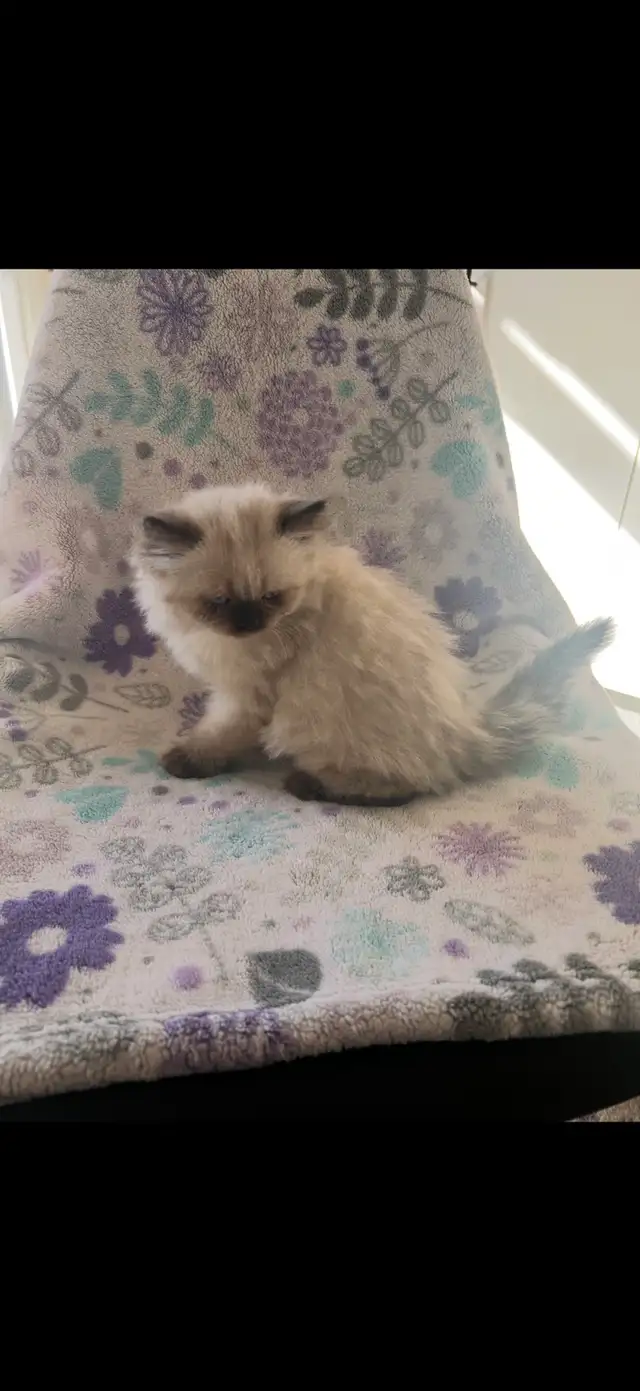 chaton himalayen