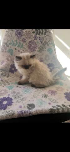 chaton himalayen