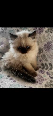 chaton himalayen - Photo 2