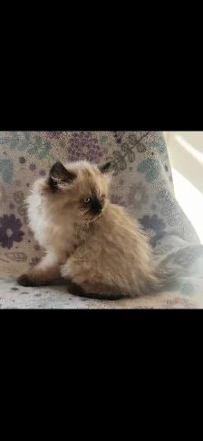 chaton himalayen - Photo 3