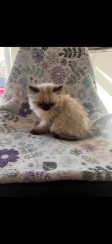 chaton himalayen - Photo 4