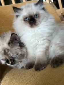 chaton himalayen - Photo 5