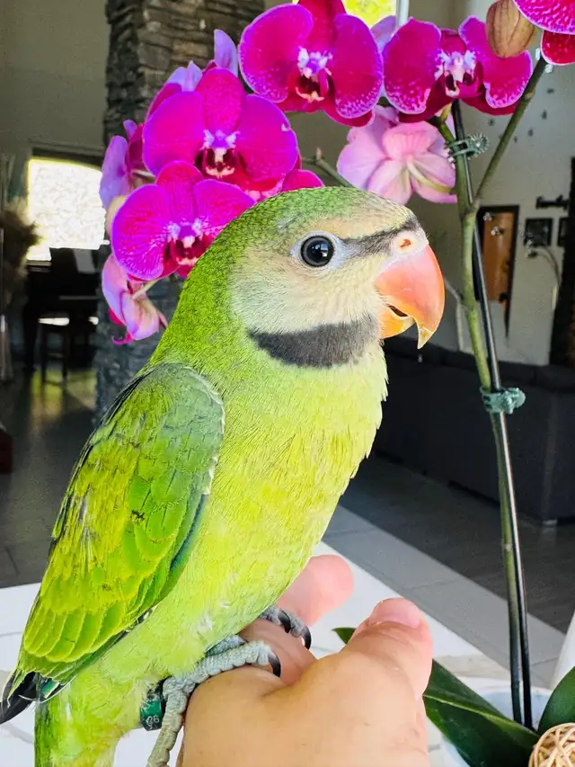 Moustache Parakeet female rare