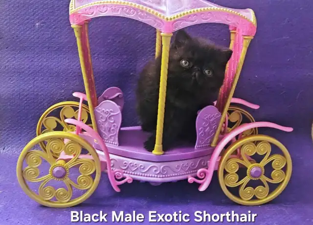 Purebred Registered Persian & Exotic Shorthair Kittens