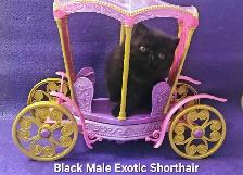 Purebred Registered Persian & Exotic Shorthair Kittens