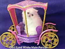 Purebred Registered Persian & Exotic Shorthair Kittens - Photo 2