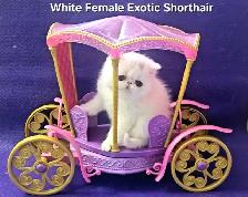 Purebred Registered Persian & Exotic Shorthair Kittens - Photo 3