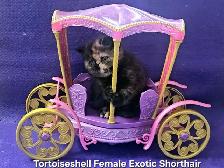 Purebred Registered Persian & Exotic Shorthair Kittens - Photo 4