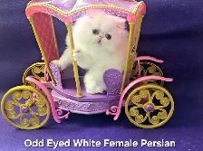 Purebred Registered Persian & Exotic Shorthair Kittens - Photo 5