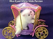 Purebred Registered Persian & Exotic Shorthair Kittens - Photo 6