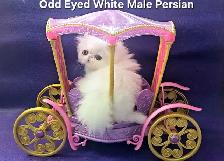 Purebred Registered Persian & Exotic Shorthair Kittens - Photo 7