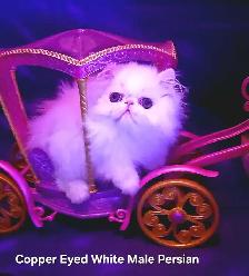 Purebred Registered Persian & Exotic Shorthair Kittens - Photo 8
