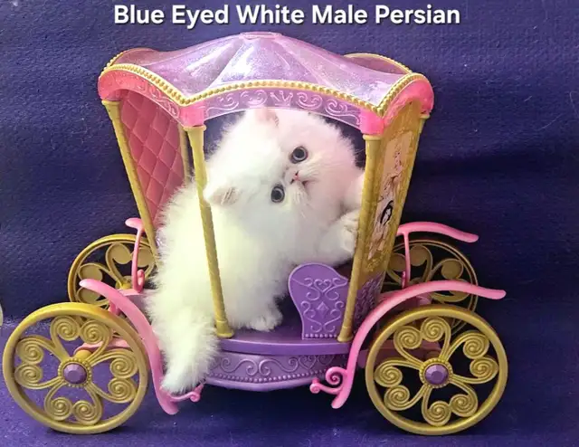 Stunning Registered Persian & Exotic Shorthair Kittens