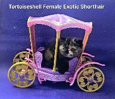 Stunning Registered Persian & Exotic Shorthair Kittens - Photo 6
