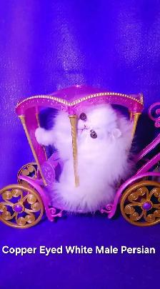 Stunning Registered Persian & Exotic Shorthair Kittens - Photo 8