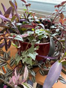 Large planter with 4 plant types