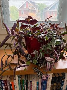 Large planter with 4 plant types - Photo 2