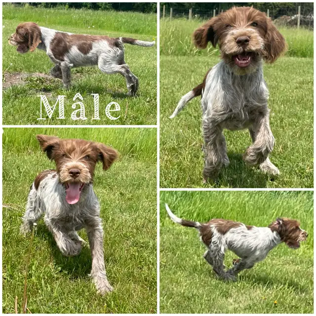 Chiot Pointeur à poil dur Griffon Korthals