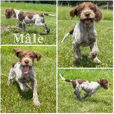 Chiot Pointeur à poil dur Griffon Korthals