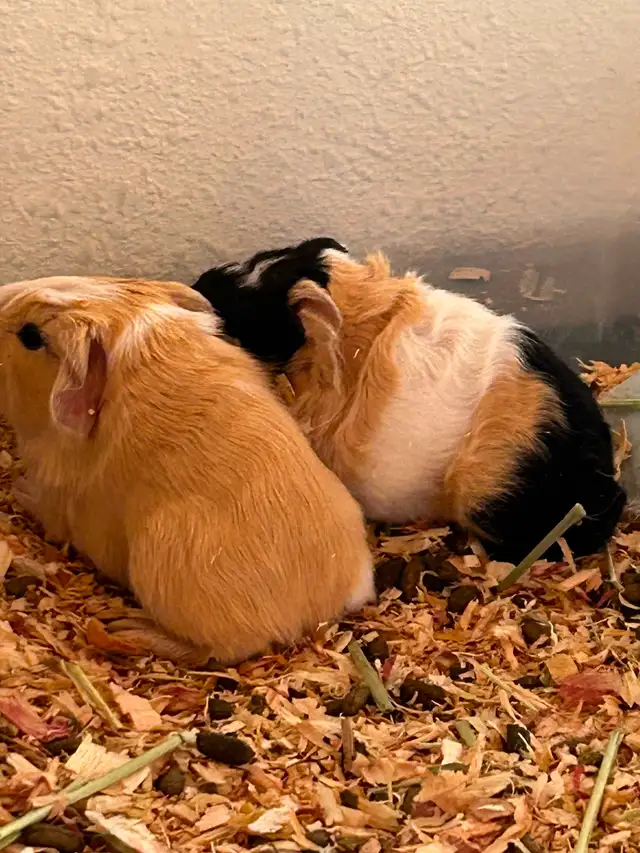 Guinea pig babies