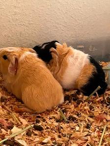 Guinea pig babies