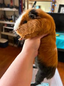 Guinea pig babies - Photo 2