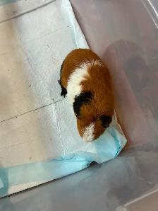 Guinea pig babies - Photo 3