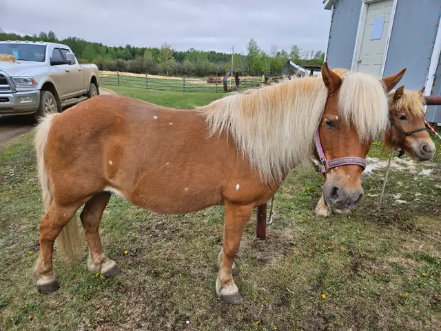 Pony Mare