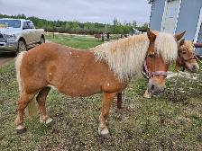 Pony Mare