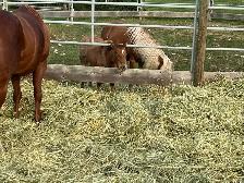 Pony Mare - Photo 2