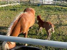 Pony Mare - Photo 4