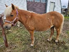 Pony Mare - Photo 5